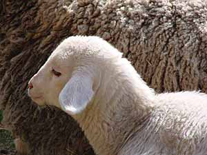 Lamm auf Gut Aiderbichl (c) Univ.-Prof. Dr. Gehard W. Hacker